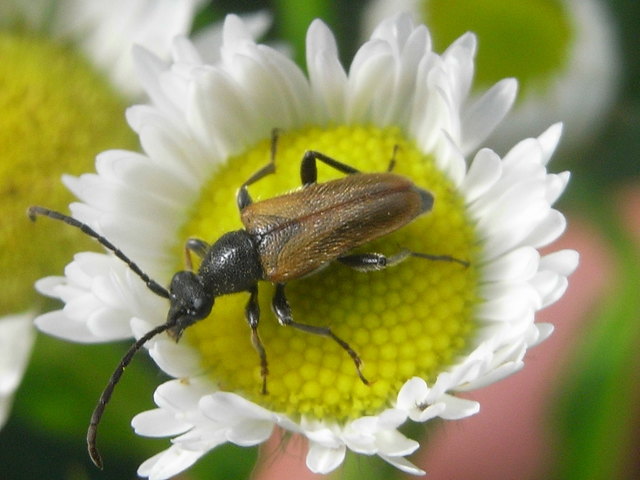 In diese Blüte passe ich grad gut hinein !