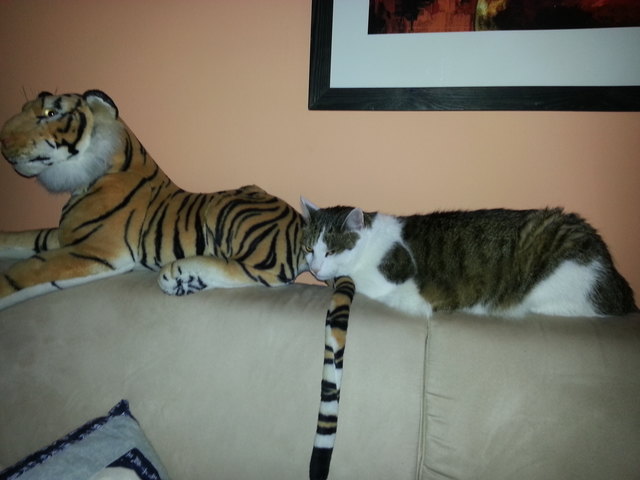 StubenTiger