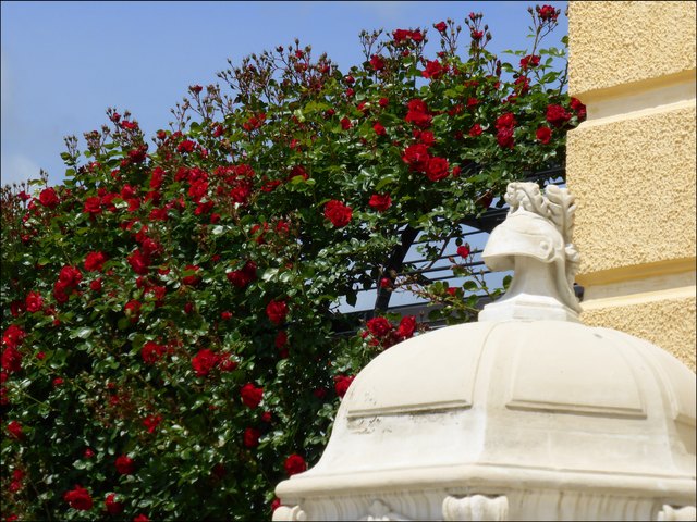 Und neben den Schildwachehäuschen blühen die Rosen