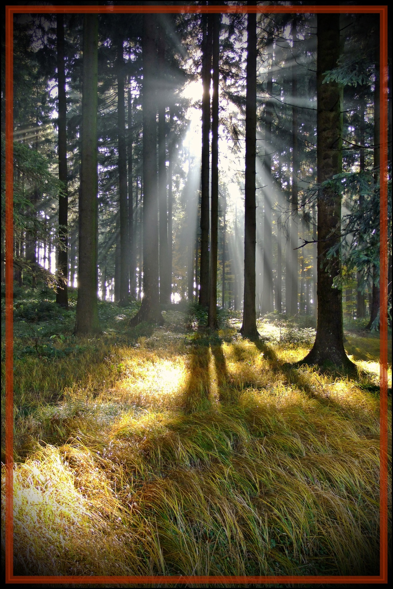 Gedicht Der Wald Linz Gedicht Der Wald Linz