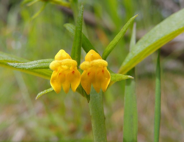 WaldWachtelweizen (Melampyrum sylvaticum) Lungau