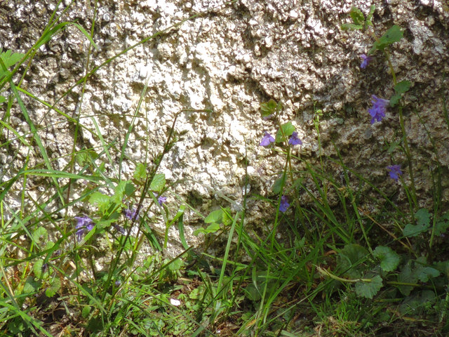 Mauerblümchen