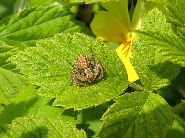 Krabbenspinne in Ruhestellung