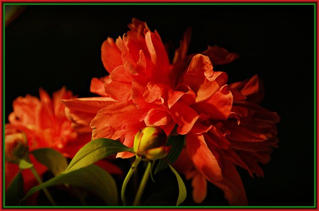 Die letzten aus dem Garten sind nun in der Vase