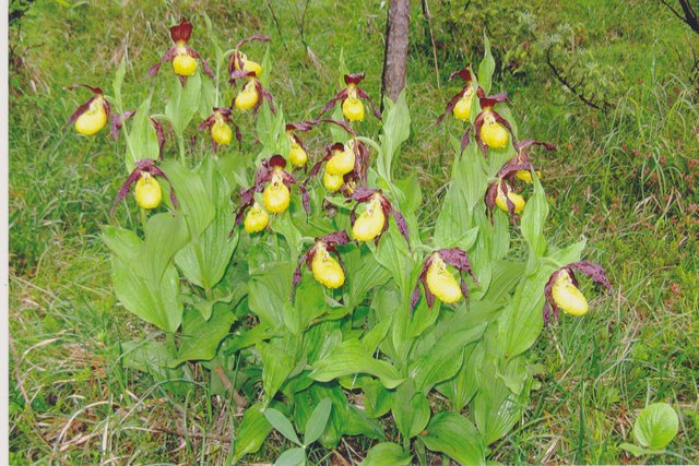 Diese Bild wurde im Juni 2011 aufgenommen und zeigt 20 wunderschönen Blüten. | Foto: Margreiter