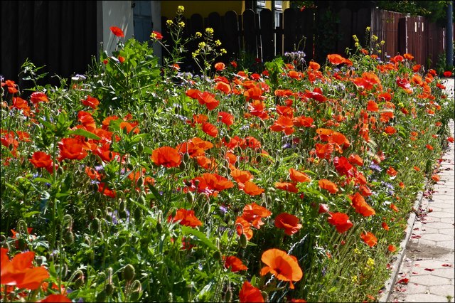 Dicht bei dicht glühen die Mohnblumen, bunt gemischt mit Phacelien (Bienenfreund) und einigen anderen Wildblumen