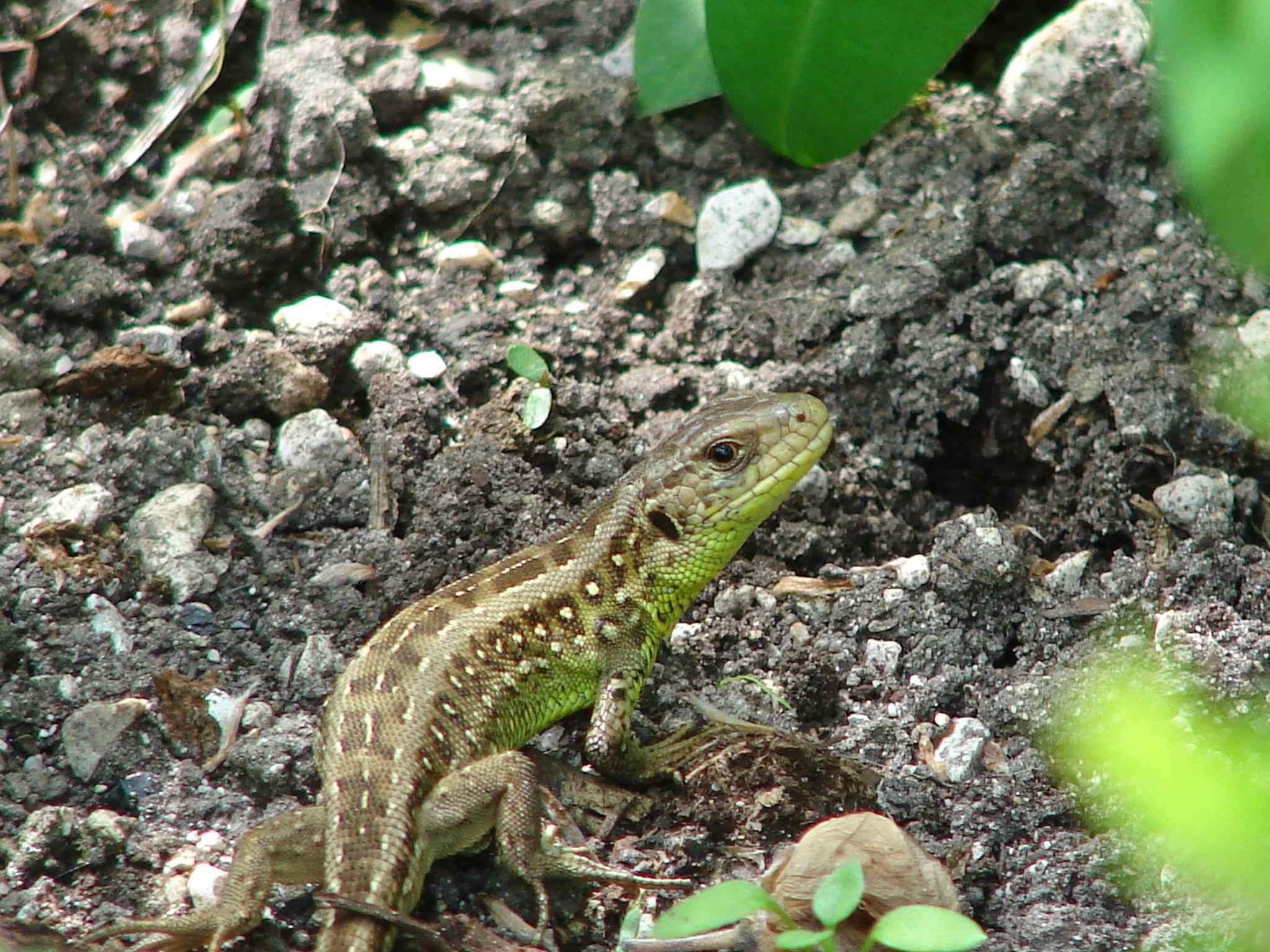 Eidechse im Garten Liezen