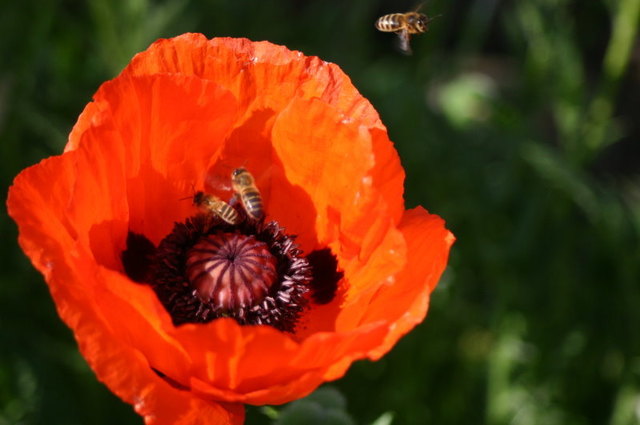 Türkischer Mohn mit fleißigen Besucherinnen