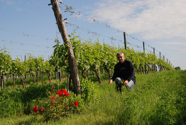 Johannes Zillinger im Weingarten, wo er Kräuter als Wirkstoff gegen Schädlinge setzt.