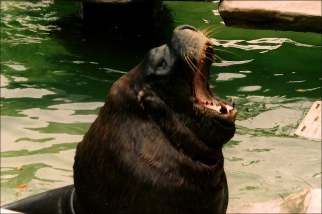 Der Chef der Mähnenrobben im Schönbrunner Tiergarten