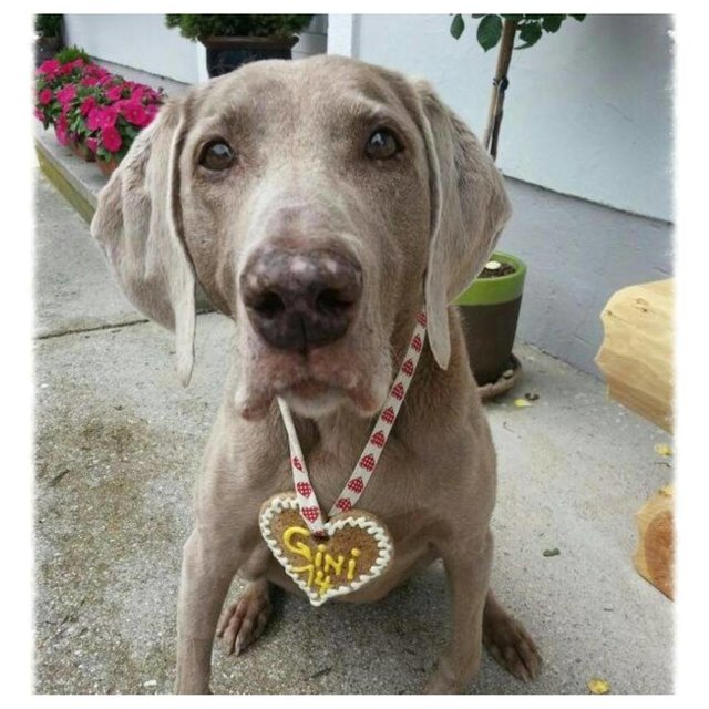 Hund aufs Herz: Wer kann beim Anblick gebackener Köstlichkeiten neben hungrigen Hundeaugen widerstehen? | Foto: www.backhund.at