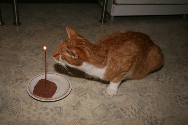Am 13.06.2012 wurde der Kater Jimmy geboren. Inzwischen ist er zu einem strammen Kater geworden. Der erste Geburtstag wurde natürlich gebührend gefeiert!