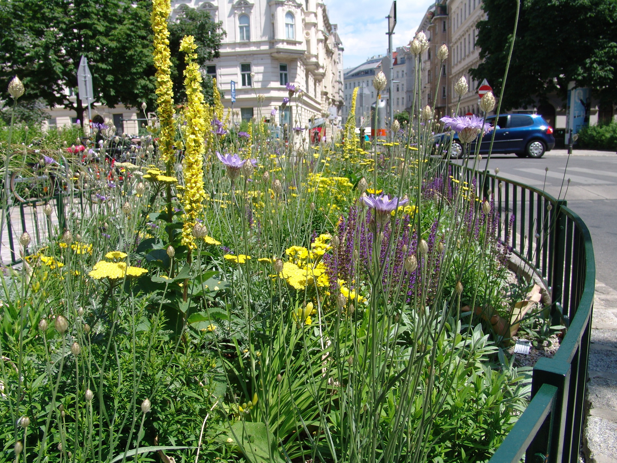 Einfach schön! Tolle gärtnerische Leistung am Bennoplatz - Josefstadt