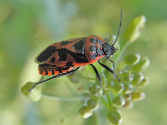 Schmuckwanze Eurydema ornata