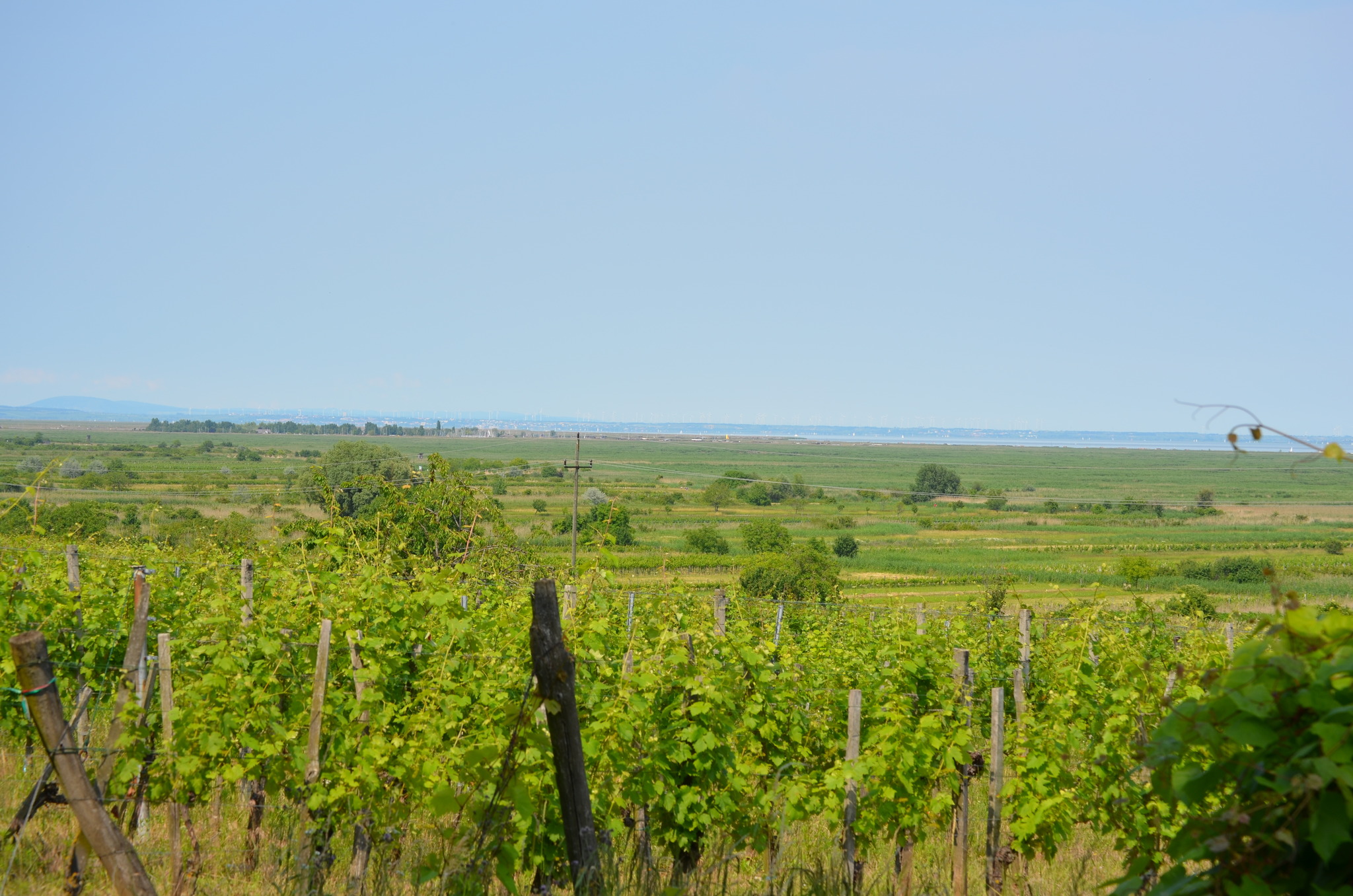 Willkommen am einzigen Steppensee Österreichs, dem Neusiedler See