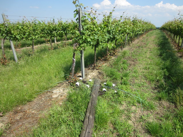 Foto: Foto: Ertl