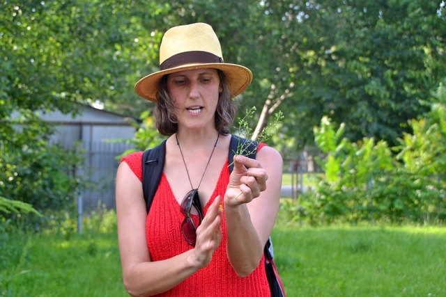 In Parks und Gärten blühen Wildkräuter, die als Heilmittel oder gesunde Ergänzung am Speiseplan dienen.