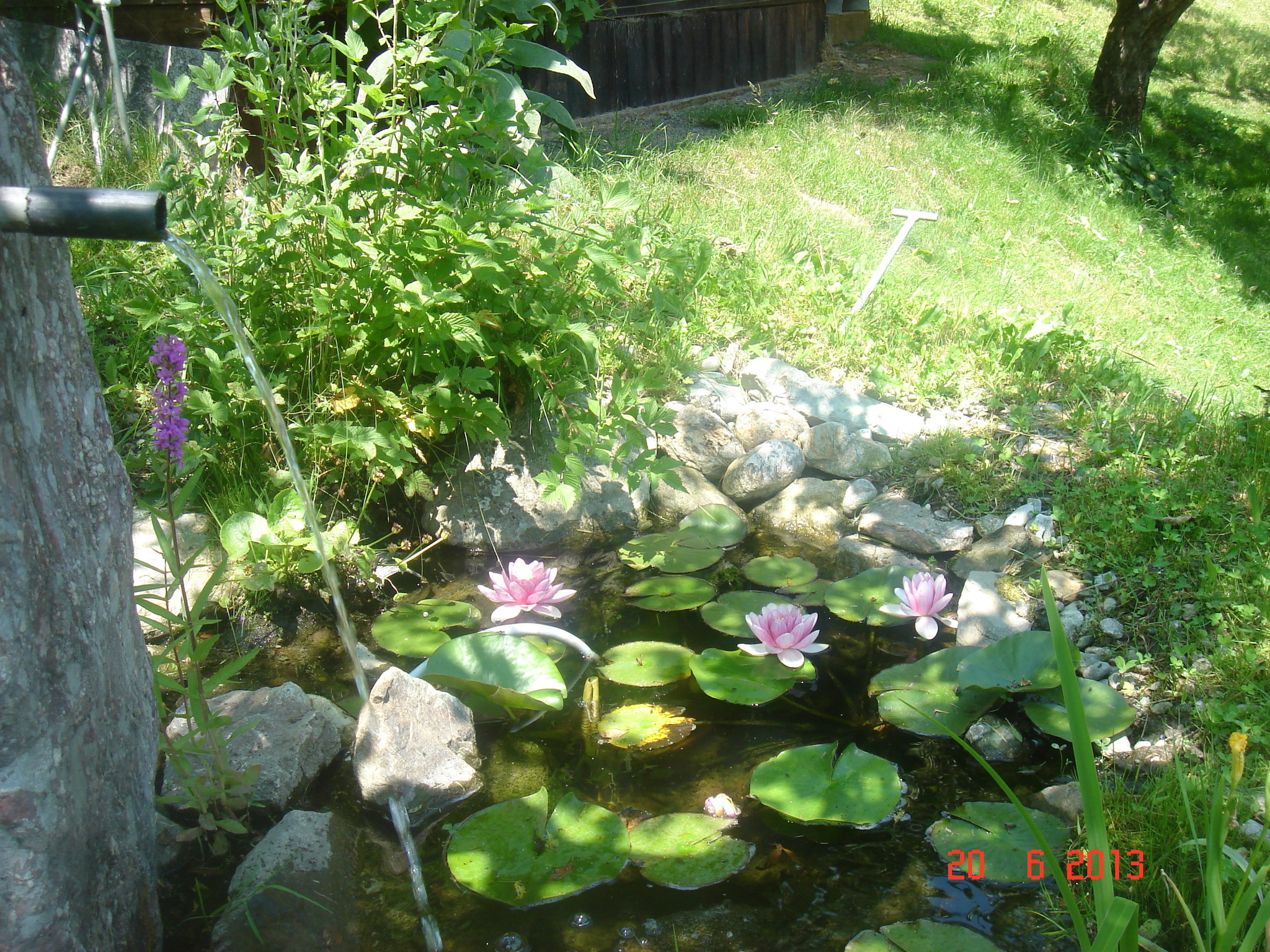 kl.Teich für Bienen Feldkirchen