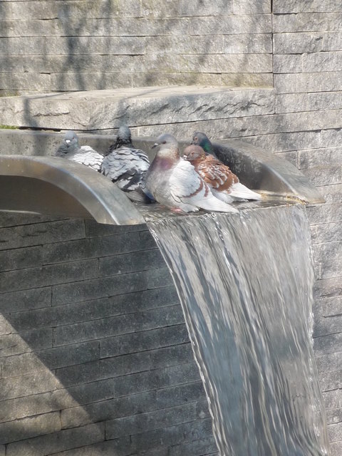 Auch Tauben brauchen eine Abkühlung