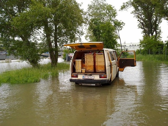 Aus dem Hochwasser der Donau wurden die Bienen aufs sichere Gelände der OMV-Bienenwiese gebracht.