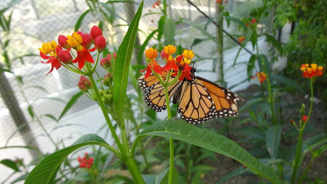 Schmetterlingsausstellung Botanischer Garten Innsbruck