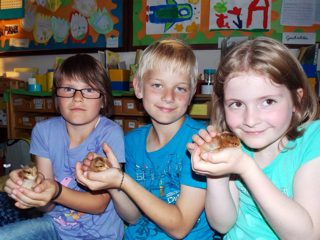 Kuschelweich: Die Schülerinnen mit den frisch geschlüpften Küken. | Foto: VS Zell