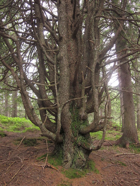 Dieser Baum hat einige Baumkronen