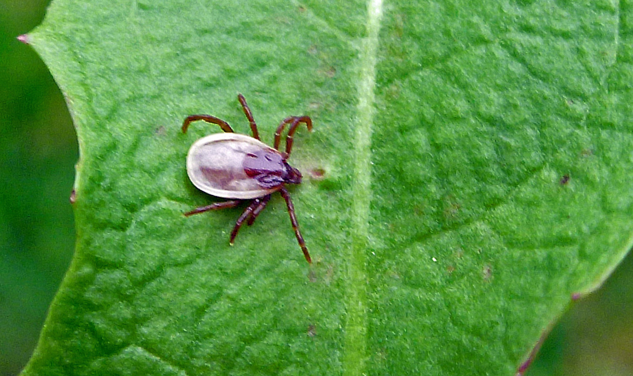 Vorsicht, Zecken lauern auch im Garten! Braunau