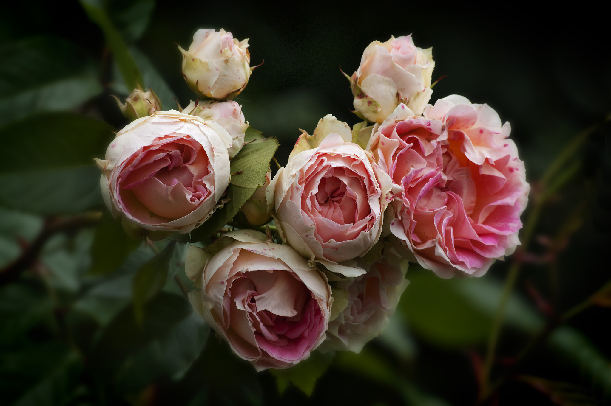 Wenn die Rosen blühen - Innere Stadt