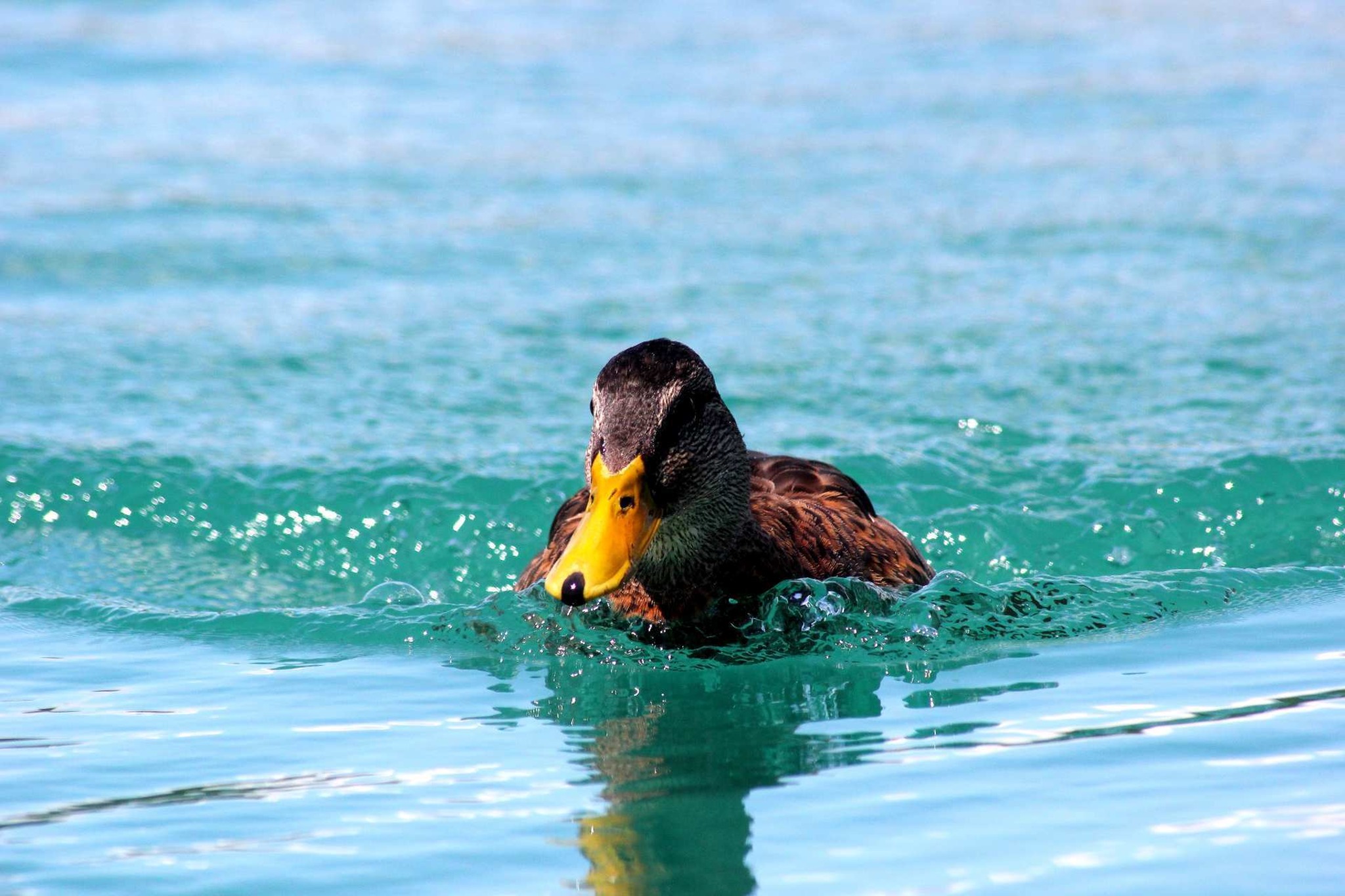 Turbo-Ente - Villach Land