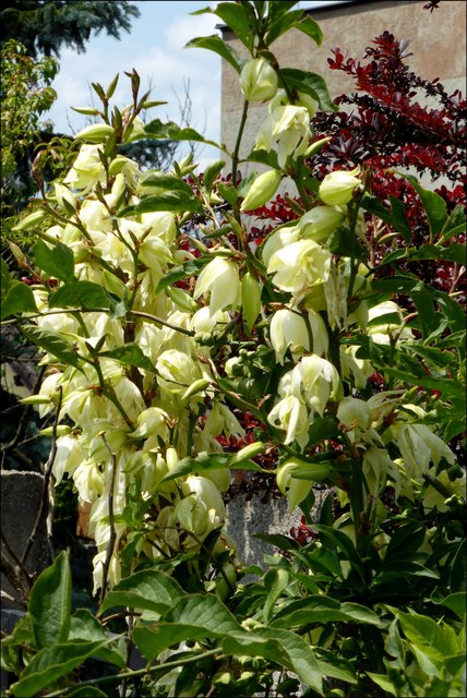 Die Yucca-Lilie, die sahen wir dann schon im Tal, bei Siedlungsgärten