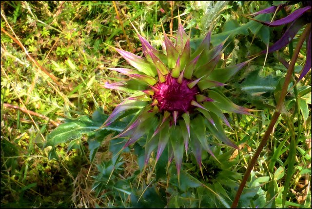 Disteln gedeihen auf dem Rücken des Braunsbergs besonders gut. Sie sind schon dekorativ als Knospen (kein Wunder, dass Künstler so oft Anleihen aus der Natur für ihre Kunstwerke nehmen!)
