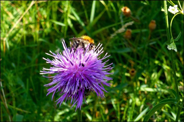 Die Fluginsekten sind auf Distelblüten ganz wild