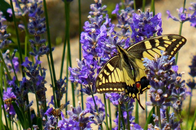 Schwalbenschwanz im Lavendelbeet, mit Bienen