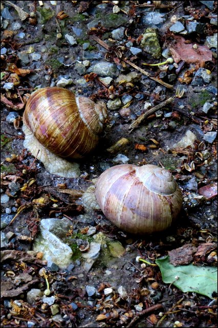 Schnecken-Rallye