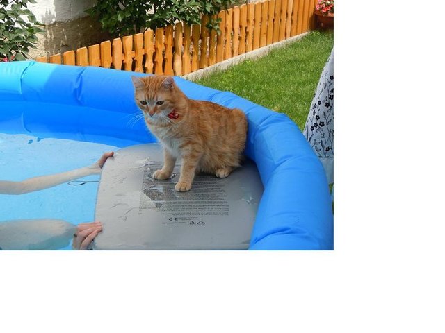 auch unsere katze feiert mit uns party ... naja am surfbrett im pool :-)