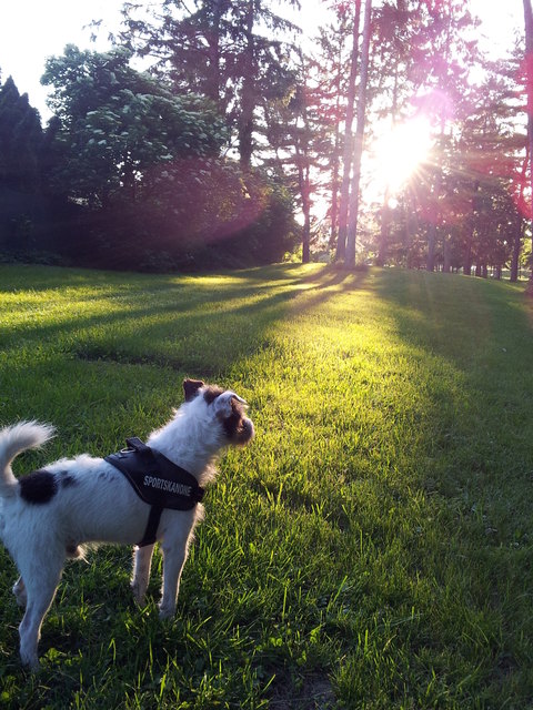 Sommerliche Abendstimmung im 22. Bezirk