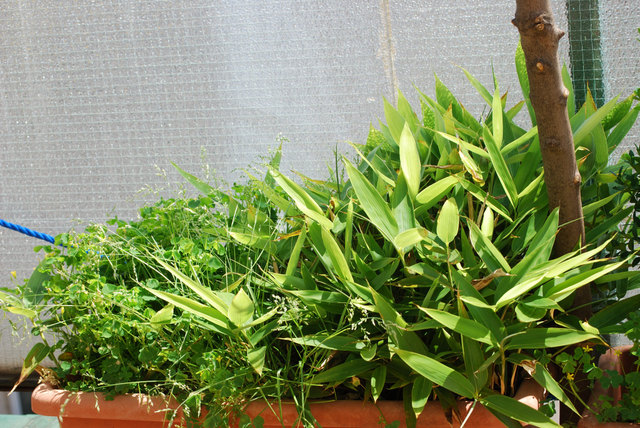 Zwergbambus und wilder Klee