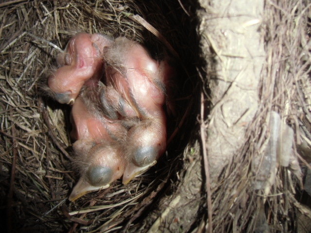Wir werden einmal große, starke Vögel