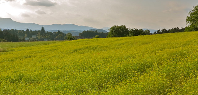 Rapsfeld