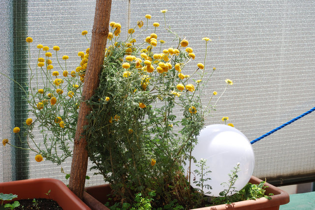 gefundenes Wald-Kreuz-Kraut daneben Solarleuchte