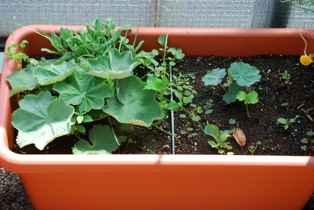 junge alchemilla vulgaris (gewöhnlicher Frauenmantel)