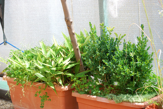 Zwergbambus und Bux mit Fünffingerkraut