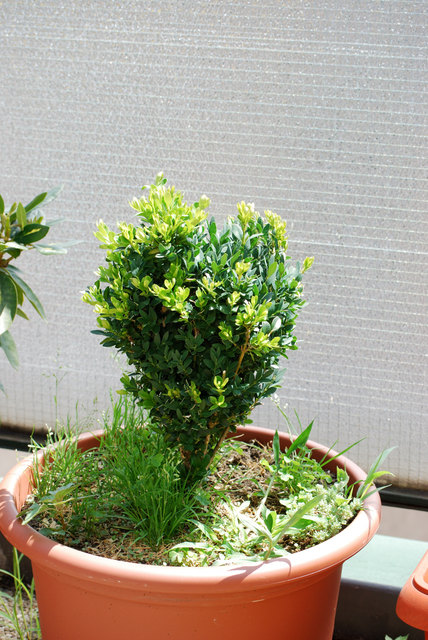 Buxus Pokalus