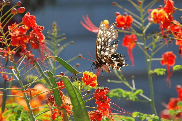 Dieser Schmetterling ist so groß wie ein Kolibri