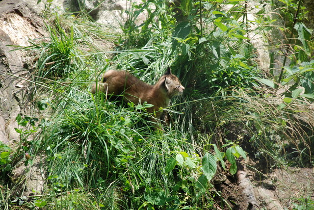 Die ersten Erkundungsgänge eines der Luchsbabys. Wer der Vater ist, bleibt wohl ein Geheimnis. | Foto: Tierpark Haag