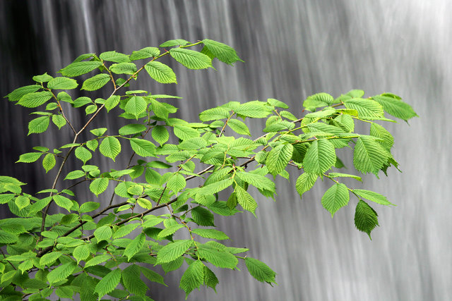 Nein, doch eher wohl Wasserrauschen! Copyright Ing. Günter Kramarcsik.