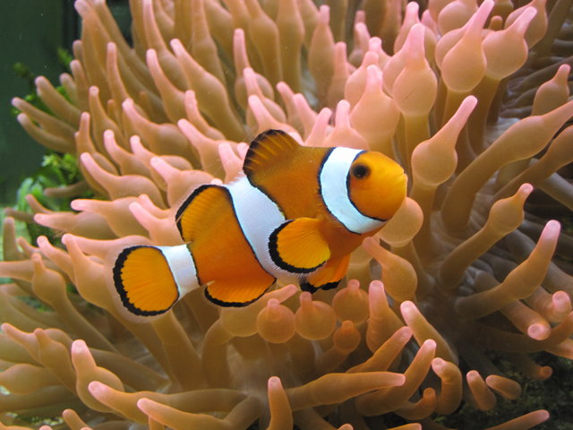 Nemo