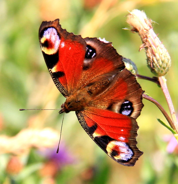 Tagpfauenauge im Sommer