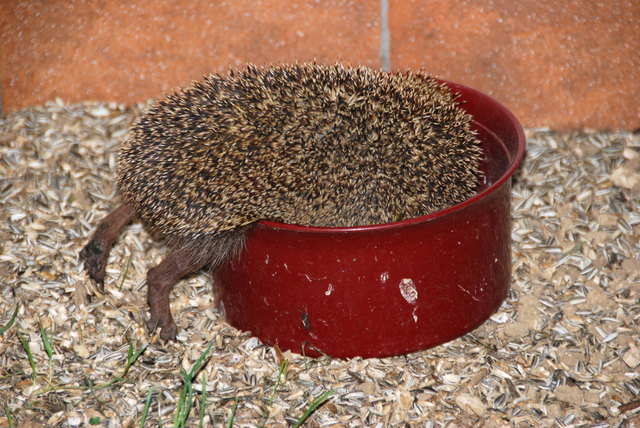 Igel-Hechtsprung